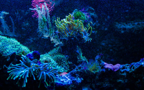 istock Underwater plants seaweed fish food for background 1272868095