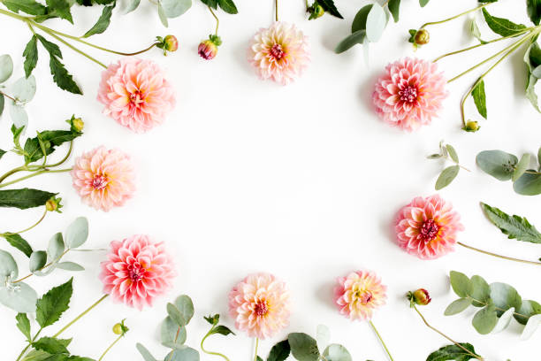 istock Wreath frame with pink flower buds, branches and leaves eucalyptus isolated on white background. lay flat, top view 1272869038