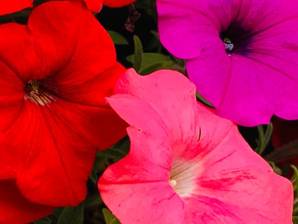 istock Colorful Flowers 1272869675