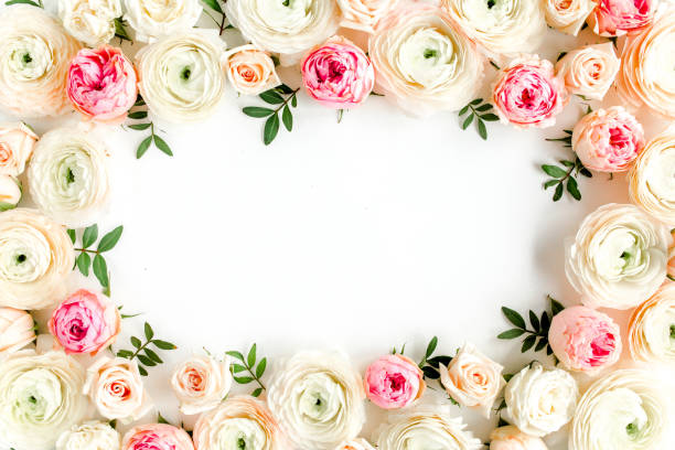 istock Floral pattern frame made of pink ranunculus and roses flower buds on white background. Flat lay, top view floral background 1272869763