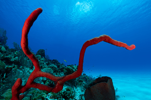 Caribbean marine life with the rope sponge and a starfish in Cayman Brac - Cayman Islands