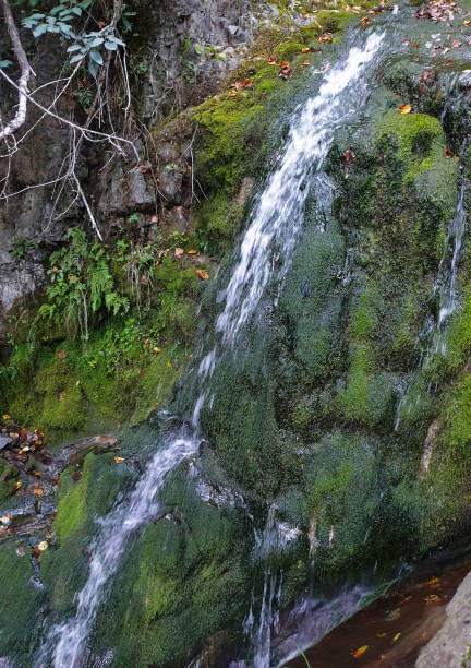 istock Fresh water and green moss in mountain creek 1272870768