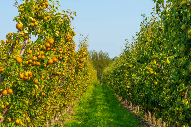 gruszki rosnące w gruszach w sadzie w jasnym świetle słonecznym jesienią - pear tree zdjęcia i obrazy z banku zdjęć