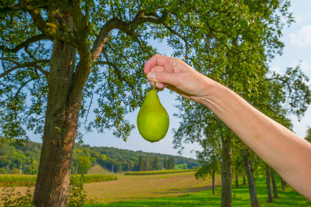 Pears growing in pear trees in an orchard in bright sunlight in autumn, Voeren, Limburg, Belgium, September 11, 2020