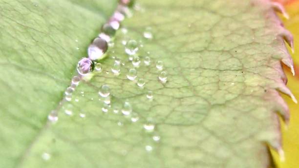 istock water droplets on a rose leaf - all in a row 1272873143
