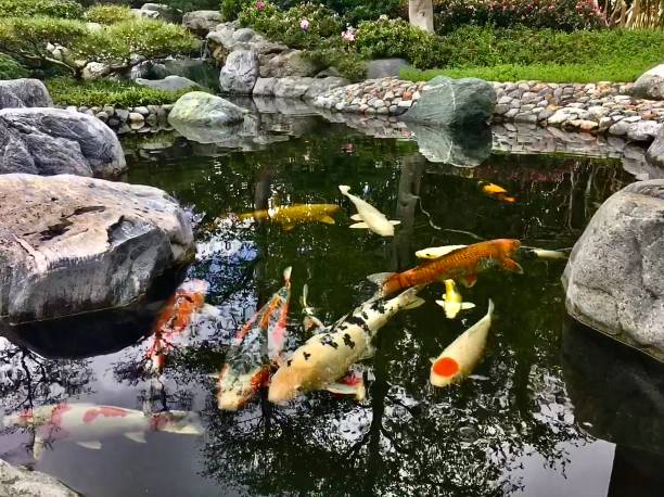 istock elegant swimming koi carp / japanese lucky fish 1272874943
