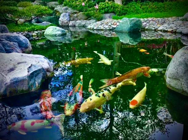 istock elegant swimming koi carp / japanese lucky fish 1272874944