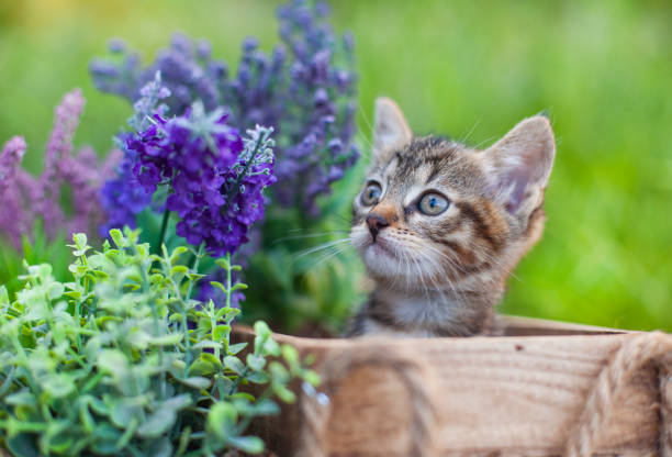 Cat portrait in natural lighting (Selective focus)