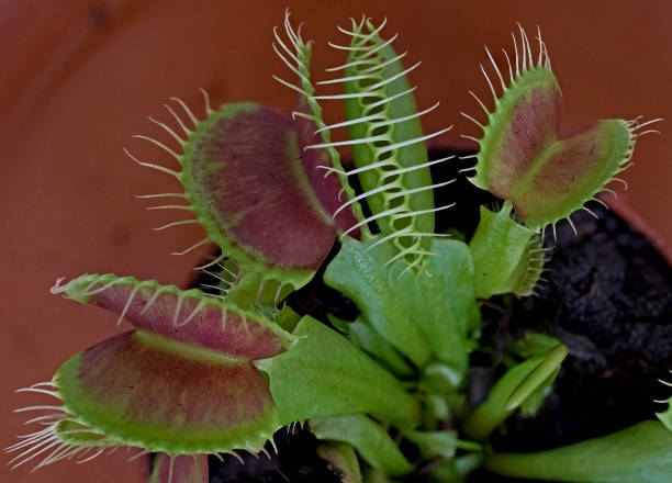 istock Venus Flytrap plant catches flies with thorny leaves. Grown indoor. 1272876076