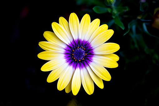 Yellow Daisy with purple centre against dark background with copy space, front view, full frame horizontal composition