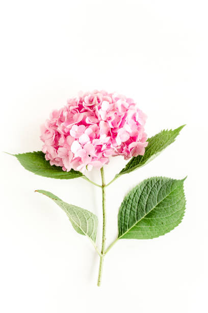 istock Beautiful, pink hydrangea flower on white background. Floral concept. Flat lay, top view 1272878187