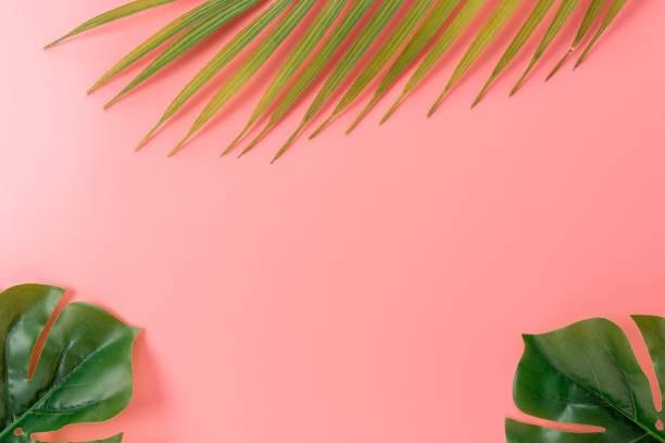 istock Palm tree leaves on pink background. Creative minimal summer concept. 1272879100