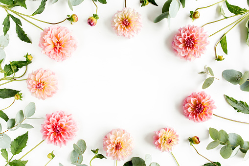 frame with pink flower buds, branches and leaves eucalyptus isolated on white background. lay flat, top view. High quality photo