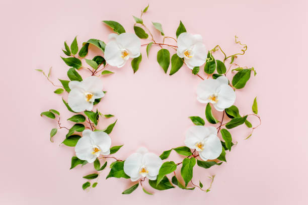istock Round frame of white orchids and green leaves on a pink background. Pattern with space for your text, holiday greeting card. Flat lay, top view 1272880656
