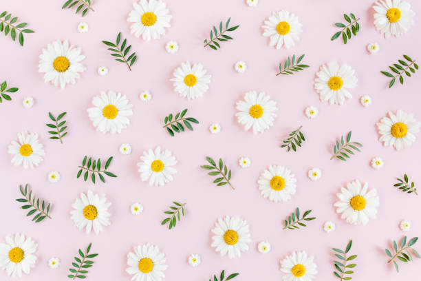 istock Pattern made of chamomiles, petals, leaves on pink background. Flat lay, top view 1272880747