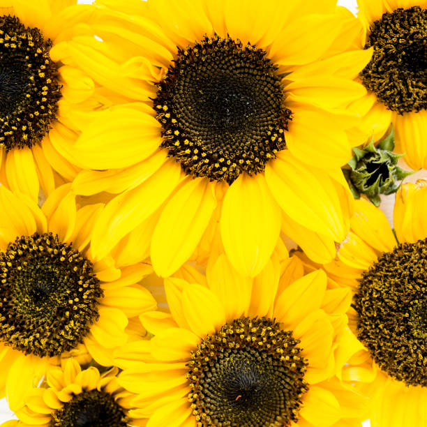 istock Beautiful with yellow sunflower on white background. Floral pattern. Flat lay, top view. Frame of flowers. Flowers texture 1272880924