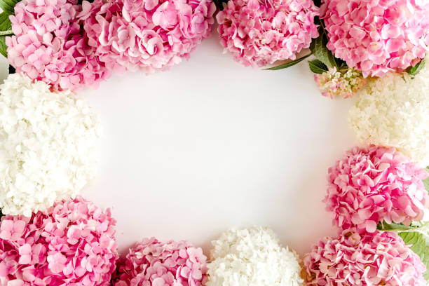 Frame of pink hydrangea flowers with space for text on white background. Floral concept. Flat lay, top view