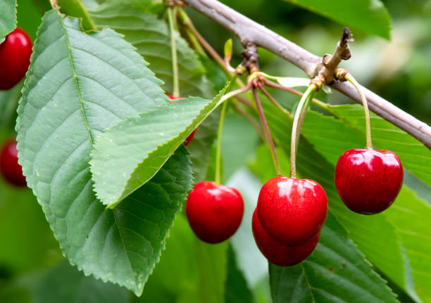 istock Sweet cherries on branch 1272882835