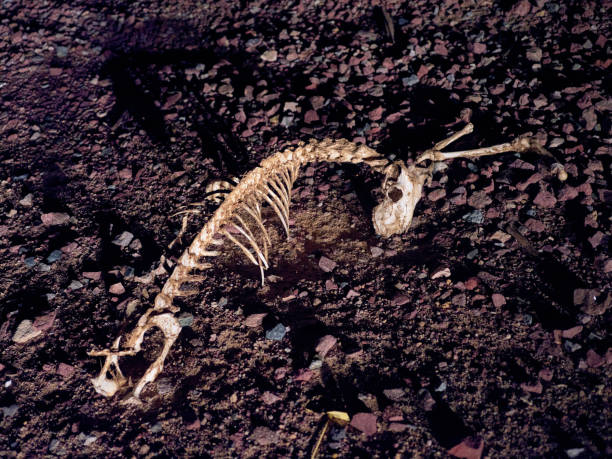 istock Animal carcass stripped to the bones discarded on ground. 1272885394