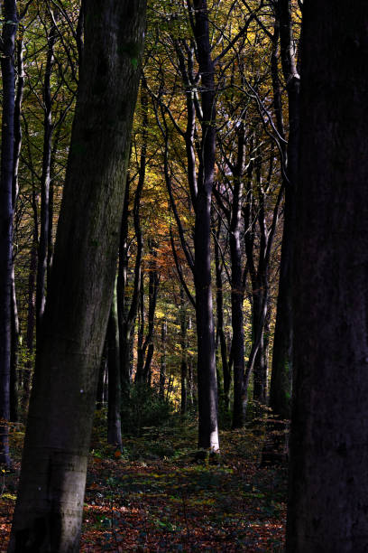 istock Silhouettes of Trees, Autumnal Bloom in Background 1272885498