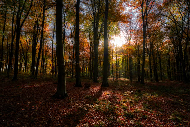 istock Autumnal Sunrise, Low Point of View, Backlit 1272885502