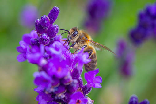 Honey Bee taking pollen from a Lavender plant in an English Gard in Haworth, England, United Kingdom