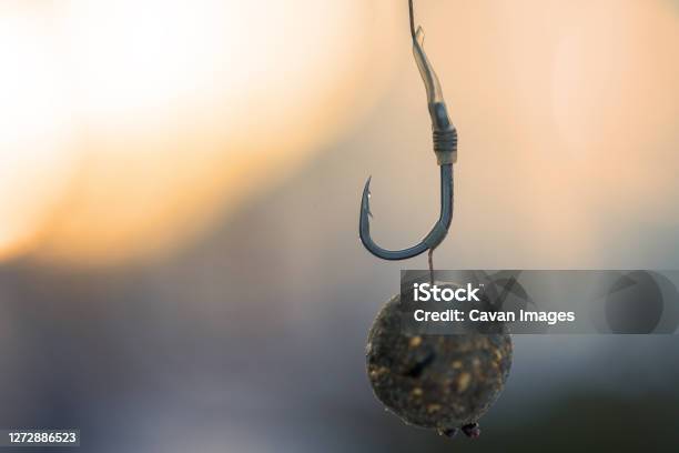 Carp Hook Boilies Fishing Bait Close Up Stock Photo - Download Image Now - Carp, Fishing, Abstract