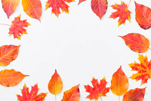 istock Flat lay frame with colorful autumn leaves on a white background 1272887818