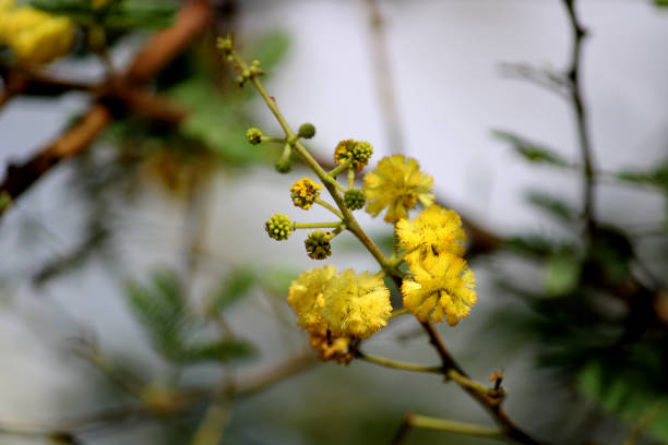 A beautiful view of Prickly Acacia flower.