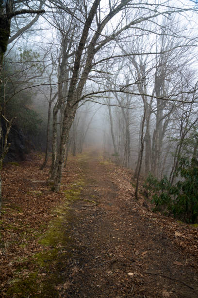 istock Trail leading through a misty woods 1272890051