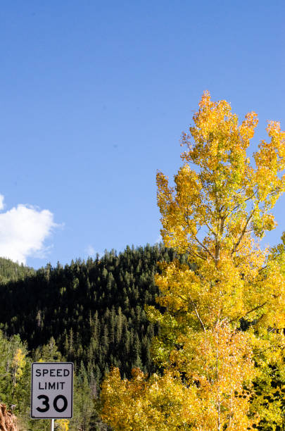 istock A yellow aspen tree in the mountains. 1272895413