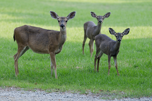 Black Tailed Deer grazing in the meadow looking at camera