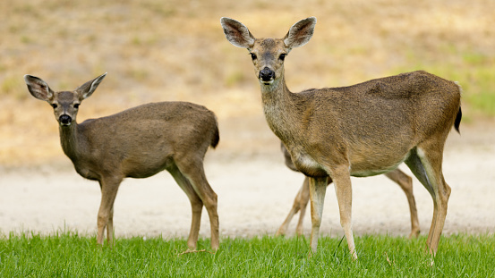 Doe (Capreolus capreolus) and newborn fawn standing in a meadow.
