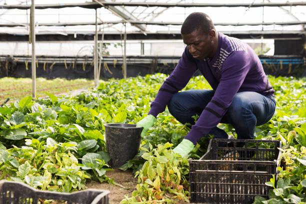 istock African farmer caring for young houseplants 1272898952