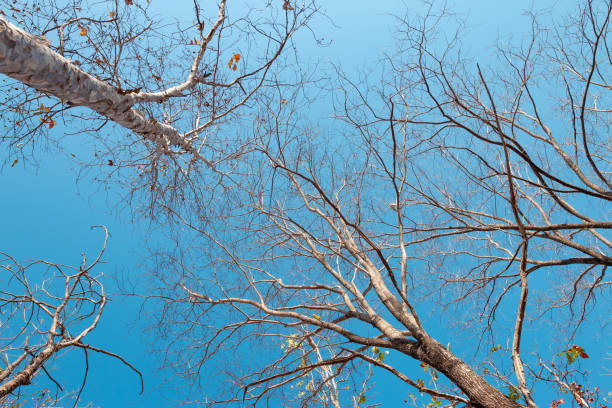 istock Low angle view of a group of trees on a clear blue sky. 1272899895