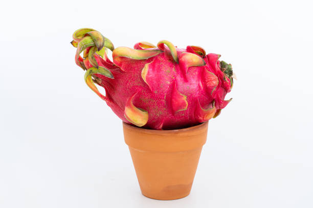 Pitaya, a pot of dragon fruit isolated on white background with clipping path