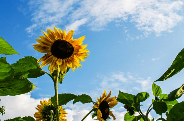 istock sunflowers grow outdoors in summer 1272902872