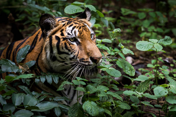 istock Photos of tiger naturally. 1272905475