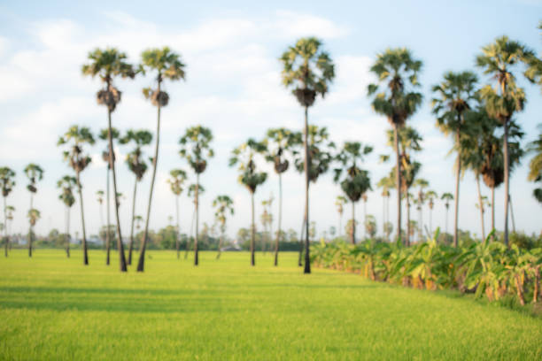 Blurred sugar palm trees on fields and banana plantations.