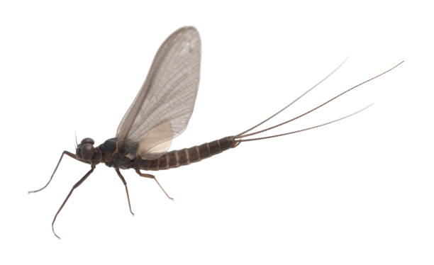 pronggill mayfly, leptophlebia vespertina isolé sur le backgroun blanc - ephemera photos et images de collection
