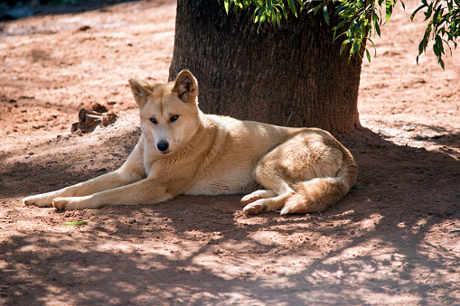the golden dingo is a golden and white with a black nose