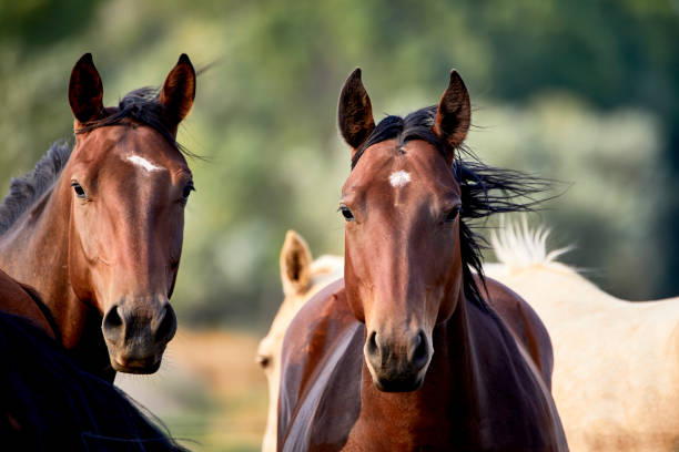 istock Young Horses looking at the camera 1272909536