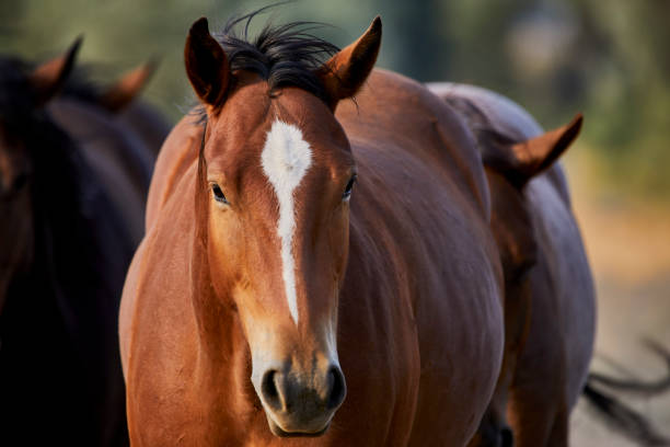 istock Young Horse walking towards camera 1272909542