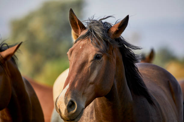istock Young Horse looking at the camera 1272909554