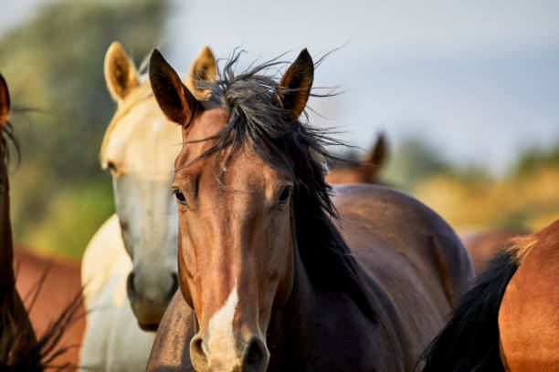istock Young Horse looking at the camera 1272909560