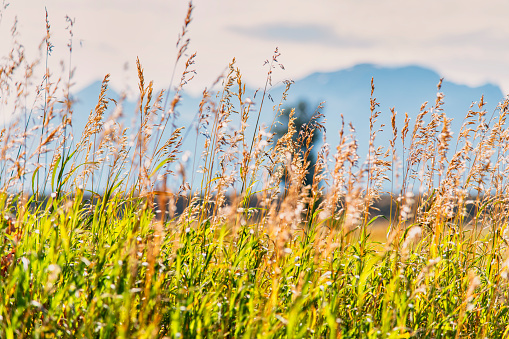 Detail of tall grass upon a prairie in Wyoming's Grand Teton National Park.