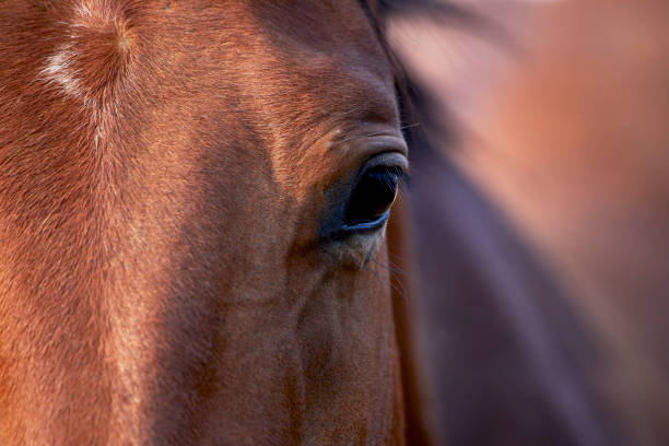 istock Close up of Two Horses Huddled together 1272909634