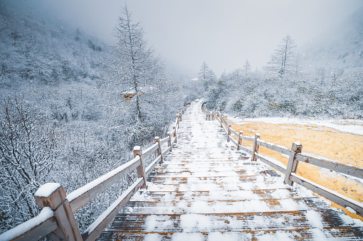 Natural scenics view snow covering floor nature forest and tree landscape of Huang Long and Jiuzhaigou Park National Park in Sichuan , China
