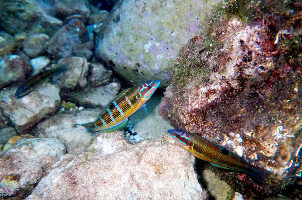 Thallasoma Pavo - Female Ornate wrasse fishes in swimming motion under the sea at Mediterranean Thallasoma Pavo - Female Ornate wrasse fishes in swimming motion under the sea at Mediterranean thalassoma pavo stock pictures, royalty-free photos & images