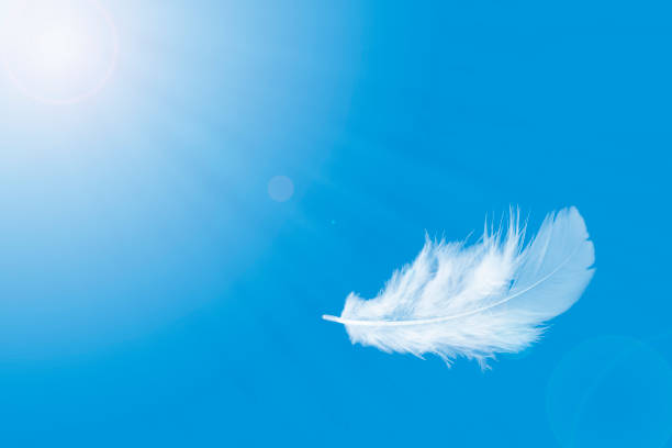 istock Feather abstract freedom concept background. Light and soft fluffy white feather floating in a blue sky. 1272911599